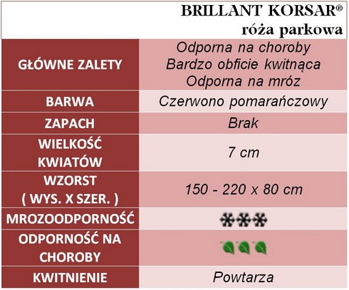 Brillant Kosar róże parkowe gł. zal